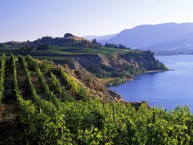 okanagan vineyards winery scenic