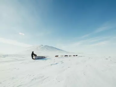 Huskies