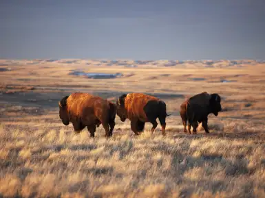 Plains bison in Grasslands National Park
