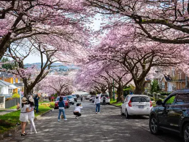 Cherry blossoms in spring bloom on a residential street in Vancouver