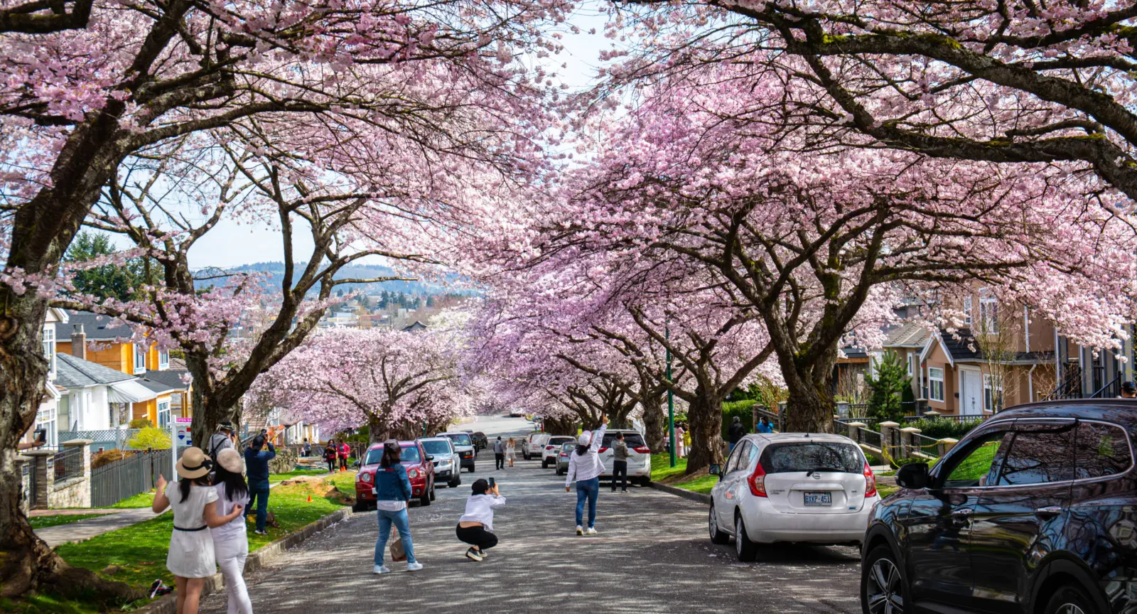 people picture the cherry blossoms in Vancouver