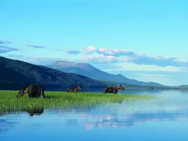 Moose grazing on horsetail grass in wetlands in Yukon