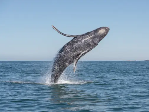 Enjoy-Tofino’s-diverse-wildlife.jpg