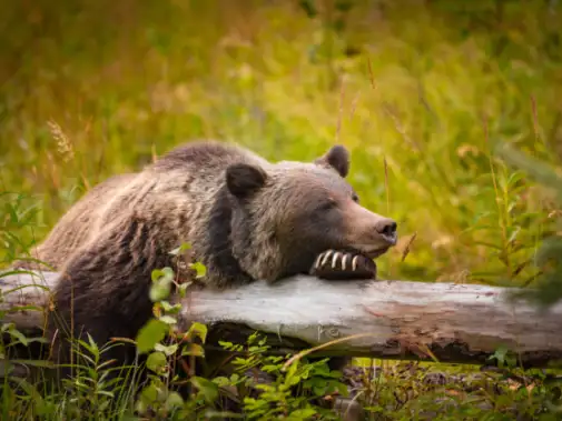 Bear-in-Canada.jpg