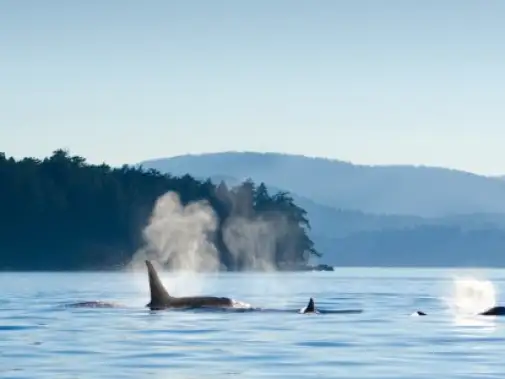 iStock-187027959_whale_watching_Victoria.jpg