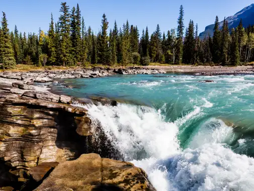 The vibrant and energetic Athabasca Falls flows over rugged rocks amidst a backdrop of verdant pine trees.