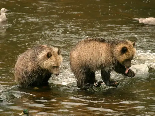 beaknp_bear_001.jpg