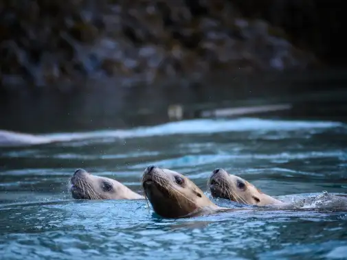 inian-islands---sea-lion-trio.jpg