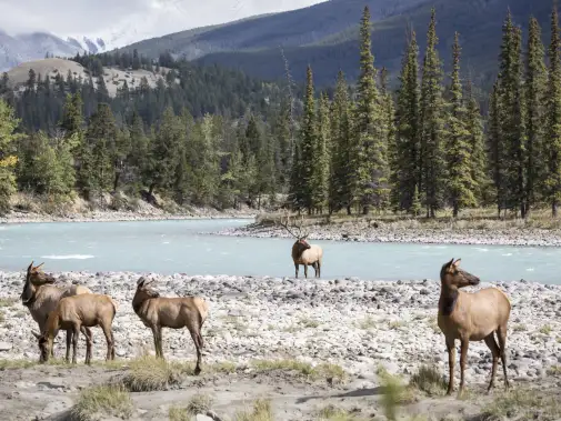 rm_destination_athabascariver_4920.jpg.jpg