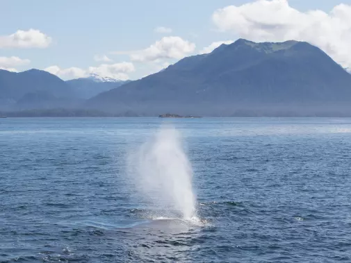 sbn_abc_rsay17_humpback-whale_sitka_alaska.jpg
