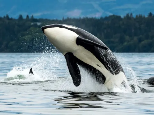 biggs-orca-vancouver-island-bc.jpg