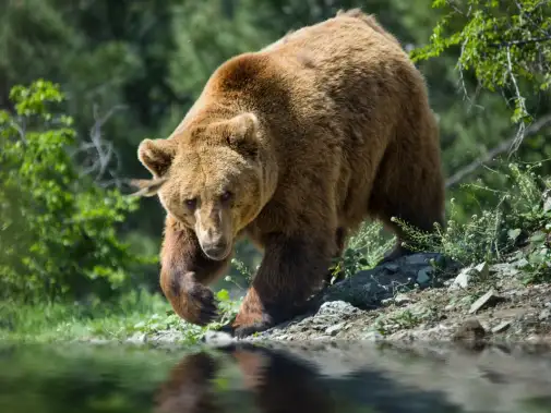grizzly-bear-bc.jpg