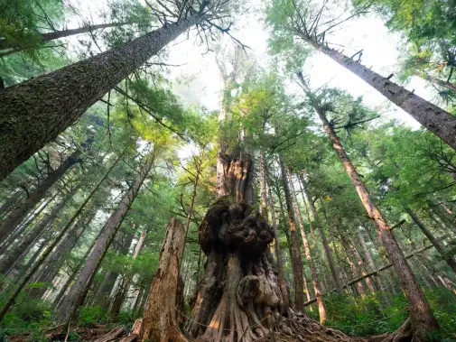 port-renfrew-avatar-grove.jpg