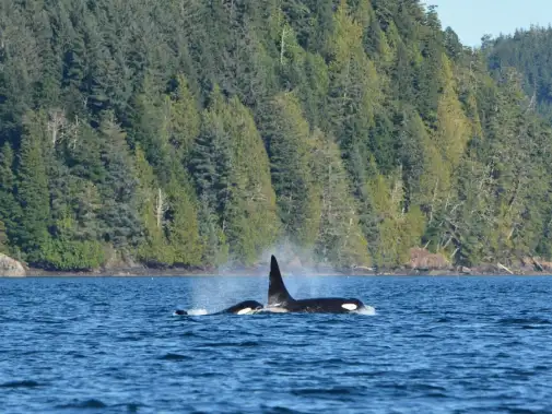2-orca-dirk-vandersanden-.jpg