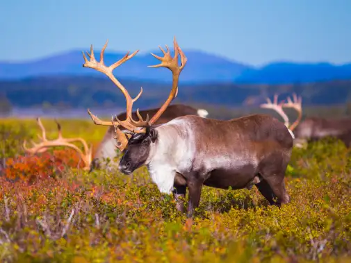 djlbr_wildlife_001.jpeg