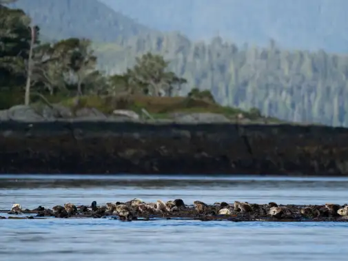 alertbay_alaska-seaotters-dsear-6june2024-01.jpg