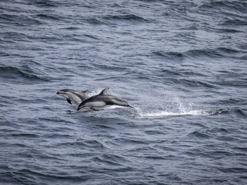sea_day_alaska_hx_38098_foto_oscar_farerra.jpg