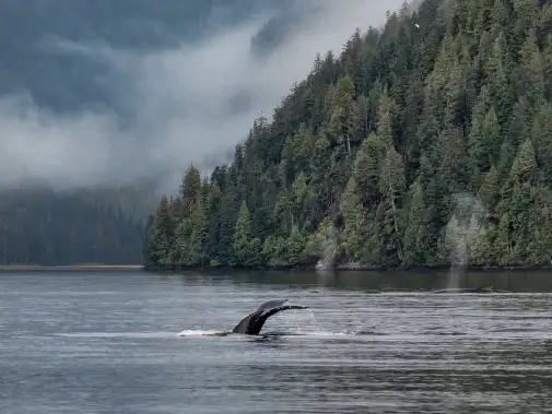 istock-860682740-great-bear-rainforest.jpg
